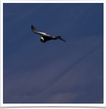 Andean Condor - Flying Sky Andean Condor - Flying Sky